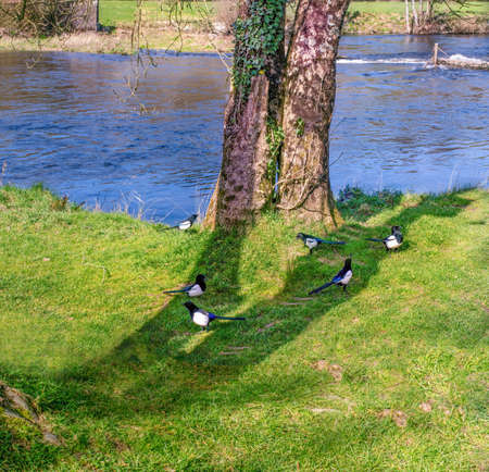 Six magpies on the grass near the river. Magpies are birds of the Corvidae family