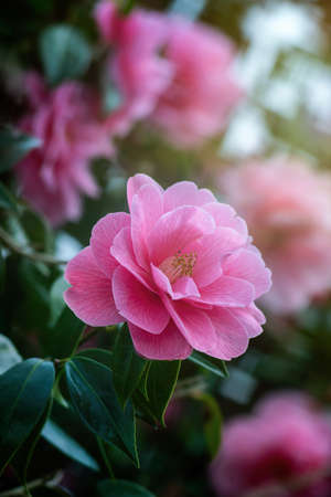 Camelia tree blossoms in spring. Close up.の写真素材