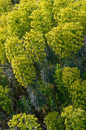 Euphorbia characias flower blossoms  in spring.  Close upの写真素材