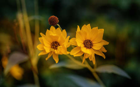 Two Heliopsis flower blossoms in summerの写真素材