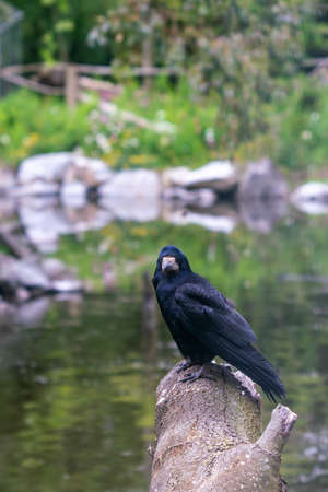 The rook on the log . Corvus frugilegus is a member of the crow family in the passerine order of birds. It is found in Eurasia. Close view.の写真素材