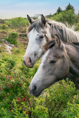 Two pony connemara horses portrait on summer day.