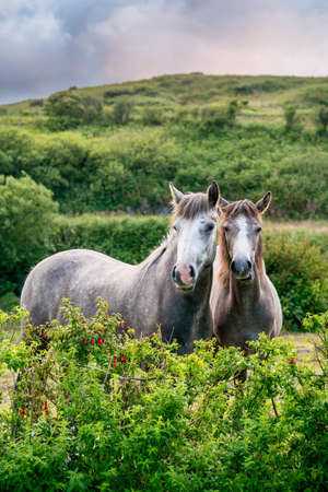 Two pony connemara horses  on summer day.の写真素材