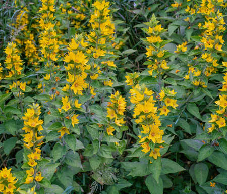 Large yellow loosestrife plant bloomig in summer. Close view.
