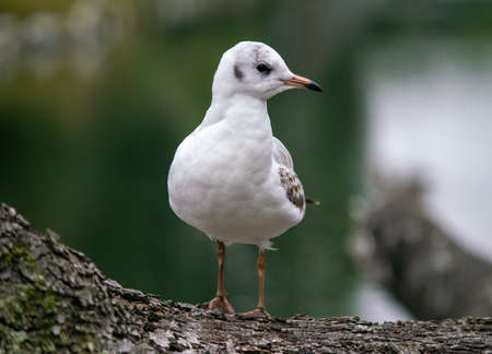 Beautiful portrait of  immature black-headed gull (Chroicocephalus ridibundus)の写真素材