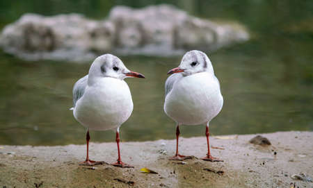 Two immature black-headed gulls (Chroicocephalus ridibundus)の写真素材