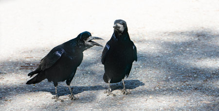 Two rooks on the pavement on sunny day . Corvus frugilegus is a member of the crow family in the passerine order of birds. It is found in Eurasia. Close view.の写真素材