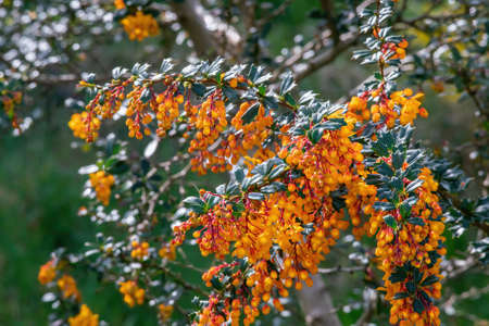 Darwin's barberry bloosoms on sunny day in springの写真素材