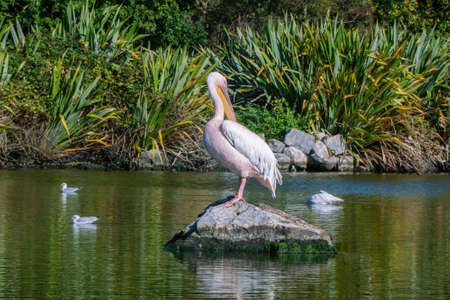Great White Pelican  on the stone in the waterの写真素材