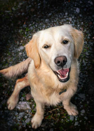 Portrait of Labrador retriever dog from top