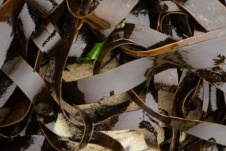 Shiny wet seaweed leaves on a sand. Close up.