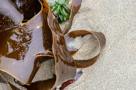 Shiny wet seaweed leaves on a sand. Close up.