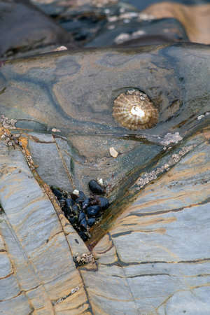 Wet rokcs with shells on low tide. Close view.の写真素材
