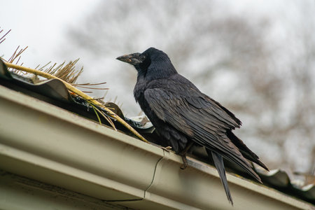 The rook on the roof . Corvus frugilegus is a member of the crow family in the passerine order of birds. It is found in Eurasia. Close view.の写真素材