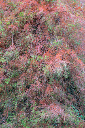 Colorful Bald Cypress in autumnの写真素材