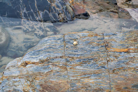 Shiny colorful wet rock  on a low tide. Close view.