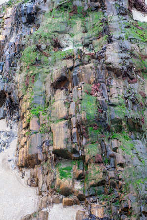 Shiny colorful wet rock  on a low tide. Close view.