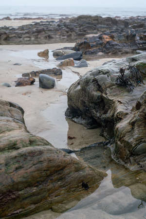 Shiny colorful wet rock  on a low tide. Close view.