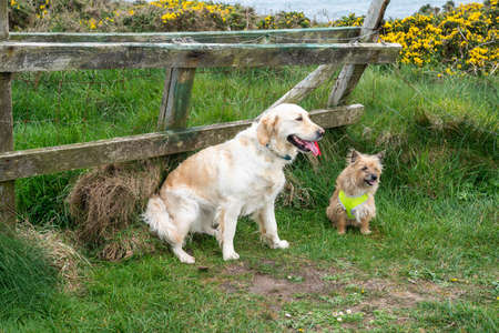 Labrador retriver and yorkshire terrier siting on the grass at the fenceの写真素材