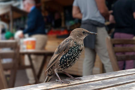 Young starling on a wooden table in the bar. Close up.の写真素材