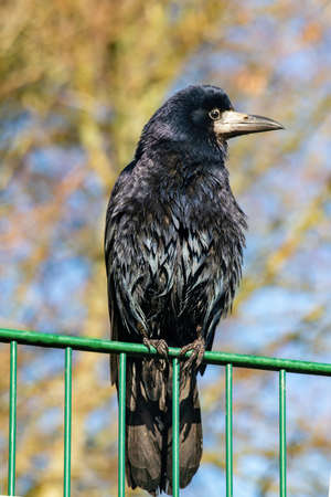 Portrait of rook with wet feathers on the green fence. Corvus frugilegus is a member of the crow family in the passerine order of birds. It is found in Eurasia. Close view.の写真素材