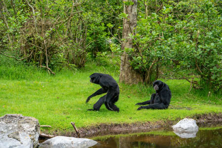 Siamang Gibbons near the water in the park in summer