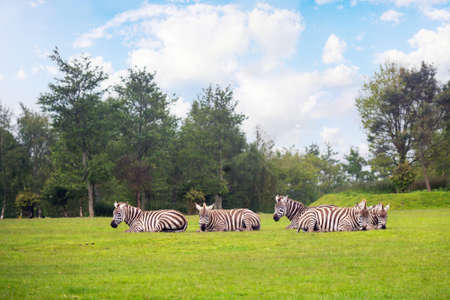 Landscape with five zebras lying on the grass in summerの写真素材