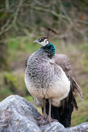 Portrait of beautiful peacock female on the stoneの写真素材