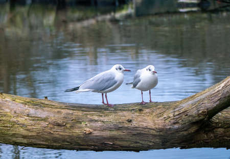 Immature black-headed gulls (Chroicocephalus ridibundus)  on the old tree on  autumn morningの写真素材