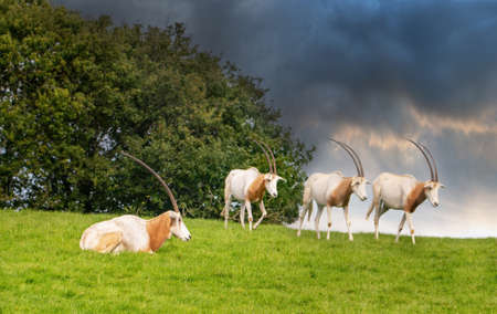 Four Oryx Scimitar antelopes on  a spring grass on cloudy dayの写真素材