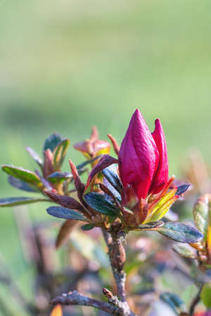 Azalea buds in spring on sunny day. Close up.の写真素材