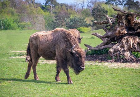 Bisons on the grass in spring timeの写真素材