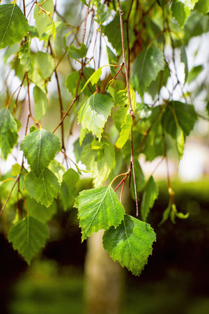 Birch tree leaves in spring. Close up.