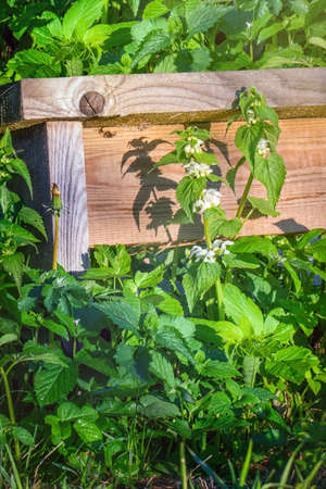 Blooming nettle with white blossoms at the wooden bench. Close view.