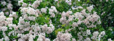 Panoramic view of white hawthorn blossoms in summer
