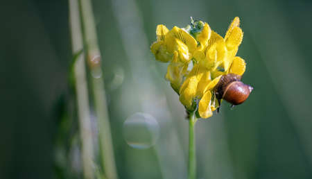 Small snail on the yellow Meadow Vetchling blossom  with water drops in the blurry background. Close up.の写真素材
