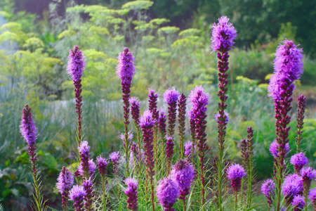 Liatris Spicata flower blooming in the garden in summer. Close view.の写真素材