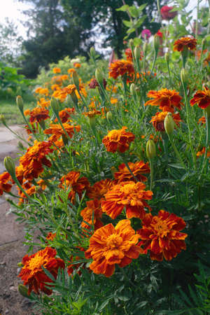 French Marigold flower blossoms  and buds in summer. Close up.の写真素材