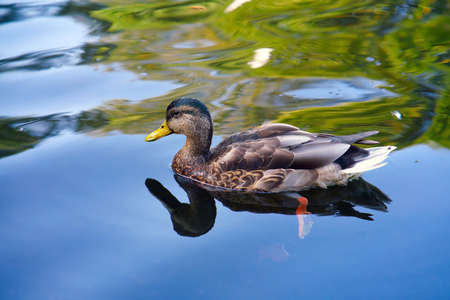 Wild duck swimming in a water with  reflections. Close view.の写真素材