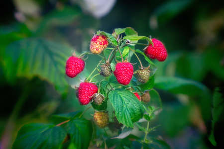 Raspberry shrub with ripe berries in summer. Close up.