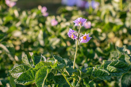 Potato blossoms on sunny day in summer. Close view.の写真素材