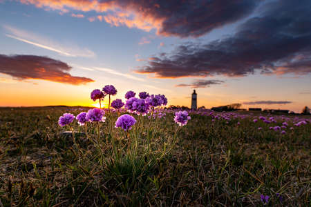 beautyful flower in blom and a nice sunset in the bakの写真素材