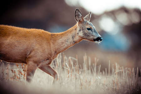 a late summer day. roe deer and her cild. taken in swedenの写真素材