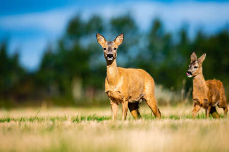 warm late summer day, roe deer and her childの写真素材