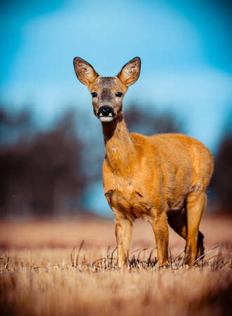 warm late summer day, roe deer and her childの写真素材