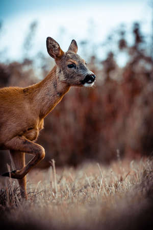 warm late summer day, roe deer and her childの写真素材