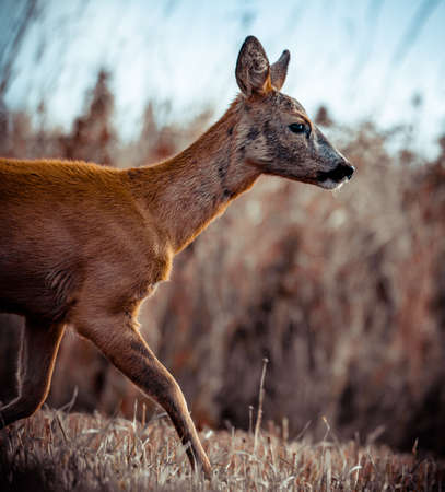 warm late summer day, roe deer and her childの写真素材
