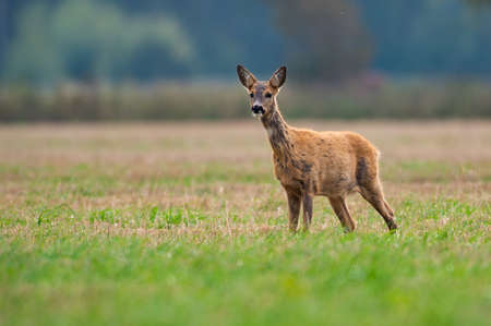 roe deer eating , wild roe deer walking around. hunting season will son begin.の写真素材