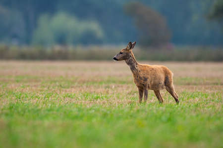 roe deer eating , wild roe deer walking around. hunting season will son begin.の写真素材