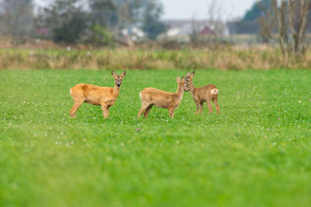 roe deer eating , wild roe deer walking around. hunting season will son begin.の写真素材